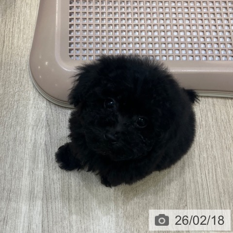 トイ・プードルの写真