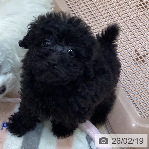 トイ・プードルの写真