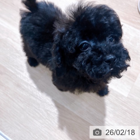 大阪府のトイプードル(トイ) (ペットプラス イオン大日店/2025年12月14日生まれ/女の子/ブラック)の子犬の3枚目の画像