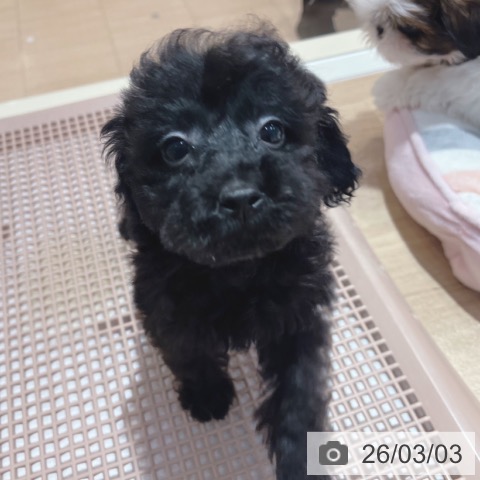 大阪府のトイプードル(トイ) (ペットプラス イオン大日店/2025年12月14日生まれ/女の子/ブラック)の子犬の4枚目の画像