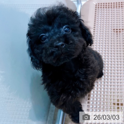 大阪府のトイプードル(トイ) (ペットプラス イオン大日店/2025年12月14日生まれ/女の子/ブラック)の子犬の3枚目の画像