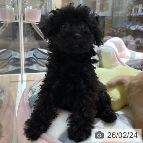 兵庫県のトイプードル(トイ) (ペットプラス 神戸三宮店/2025年12月14日生まれ/女の子/ブラック)の子犬の4枚目の画像