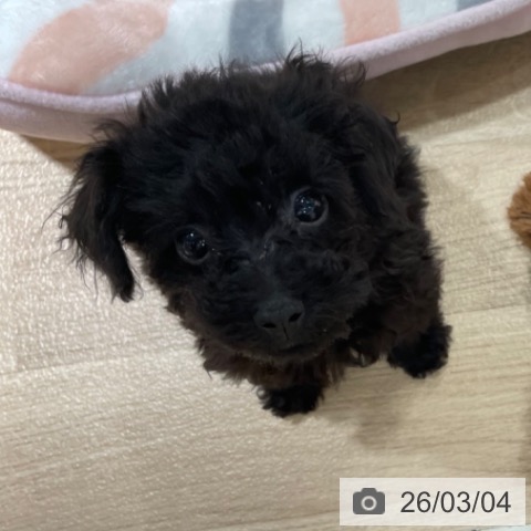 兵庫県のトイプードル(トイ) (ペットプラス 神戸三宮店/2025年12月14日生まれ/女の子/ブラック)の子犬の3枚目の画像