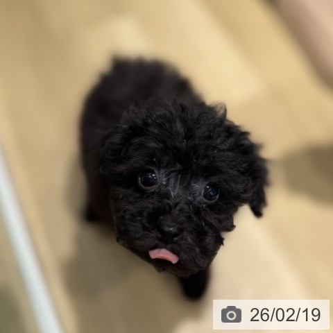 トイ・プードルの写真