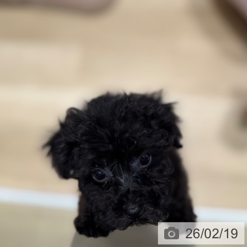 トイ・プードルの写真