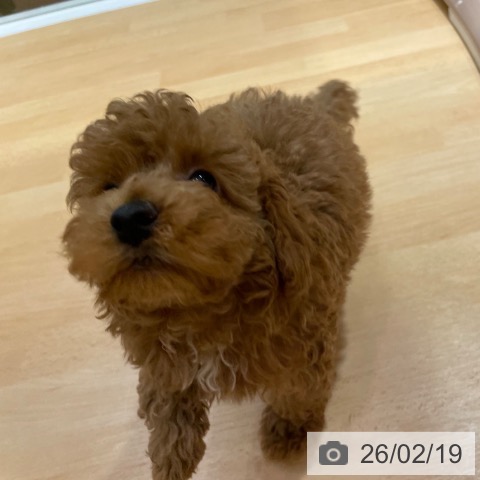 トイ・プードルの写真