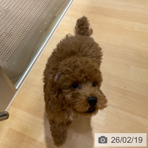 トイ・プードルの写真