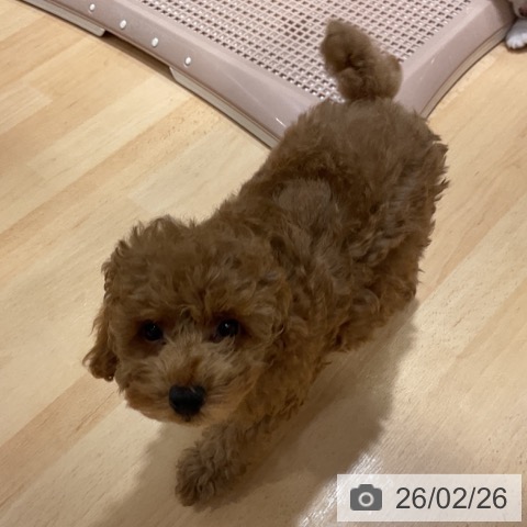 奈良県のトイプードル(トイ) (ペットプラス 大和郡山店/2025年12月17日生まれ/男の子/オレンジフォーン)の子犬の3枚目の画像