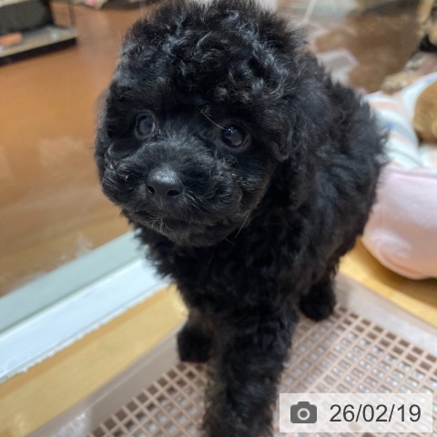 奈良県のトイプードル(トイ) (ペットプラス 大和郡山店/2025年12月19日生まれ/男の子/ブラックタン)の子犬の3枚目の画像