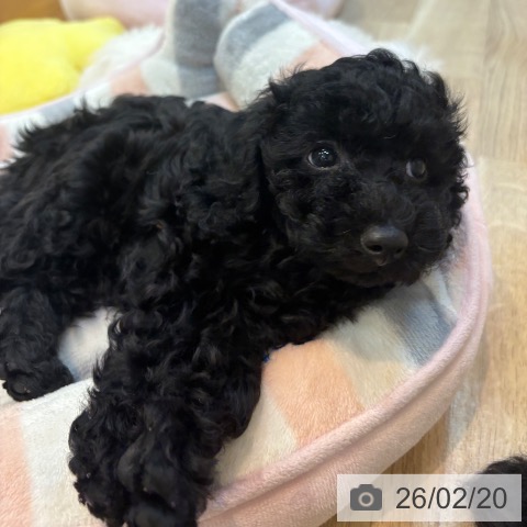 京都府のトイプードル(トイ) (ペットプラス イオンモールKYOTO店/2025年12月19日生まれ/男の子/ブラック)の子犬の4枚目の画像