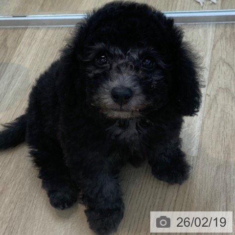 トイ・プードルの写真