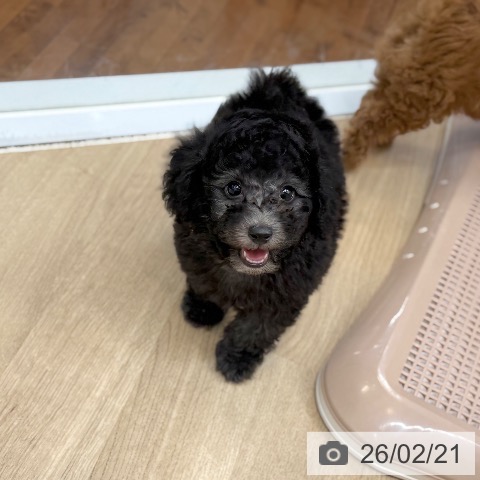 京都府のトイプードル(トイ) (ペットプラス 久御山店/2025年12月19日生まれ/男の子/シルバー)の子犬の3枚目の画像