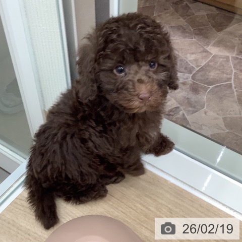 大阪府のトイプードル(トイ) (ペットプラス 鶴見店/2025年12月19日生まれ/男の子/ブラウン)の子犬の3枚目の画像