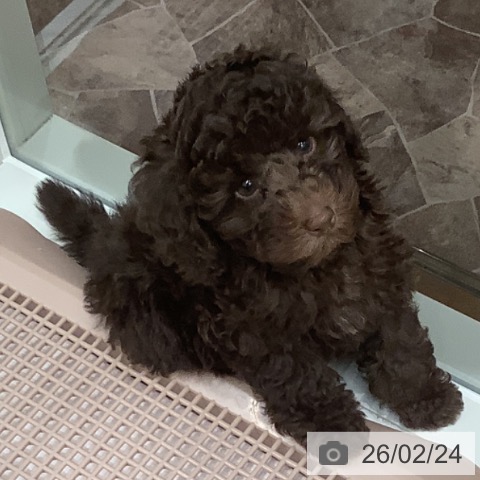 大阪府のトイプードル(トイ) (ペットプラス 鶴見店/2025年12月19日生まれ/男の子/ブラウン)の子犬の4枚目の画像