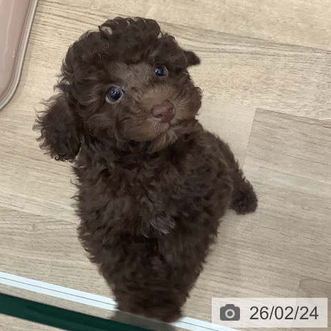 大阪府のトイプードル(トイ) (ペットプラス 鶴見店/2025年12月19日生まれ/男の子/ブラウン)の子犬の3枚目の画像