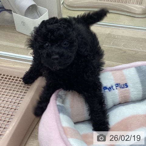 トイ・プードルの写真