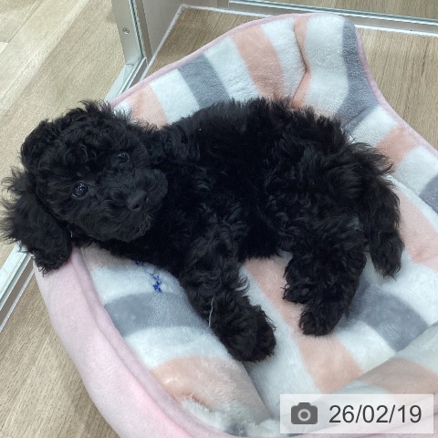 トイ・プードルの写真