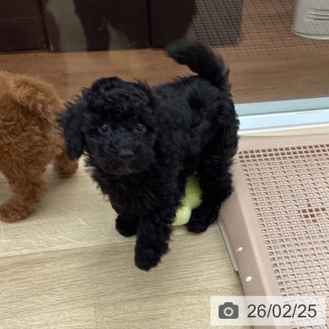 大阪府のトイプードル(トイ) (ペットプラス りんくう泉南店/2025年12月19日生まれ/女の子/ブラック)の子犬の3枚目の画像