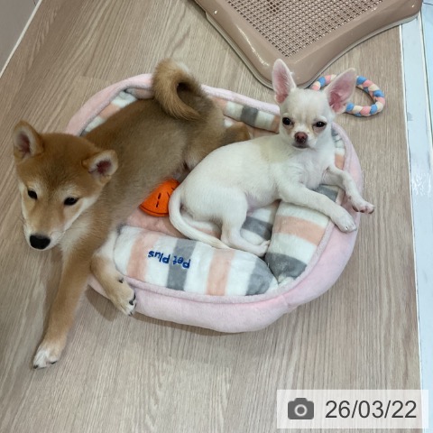 大阪府のチワワ(ロング) (ペットプラス 大阪ドームシティ店/2025年12月19日生まれ/男の子/クリーム)の子犬の4枚目の画像