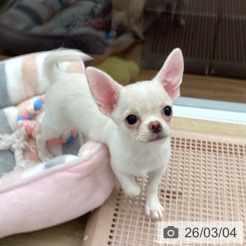 大阪府のチワワ(ロング) (ペットプラス りんくう泉南店/2025年12月19日生まれ/男の子/クリーム)の子犬の4枚目の画像