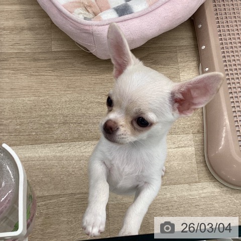 大阪府のチワワ(ロング) (ペットプラス りんくう泉南店/2025年12月19日生まれ/男の子/クリーム)の子犬の3枚目の画像