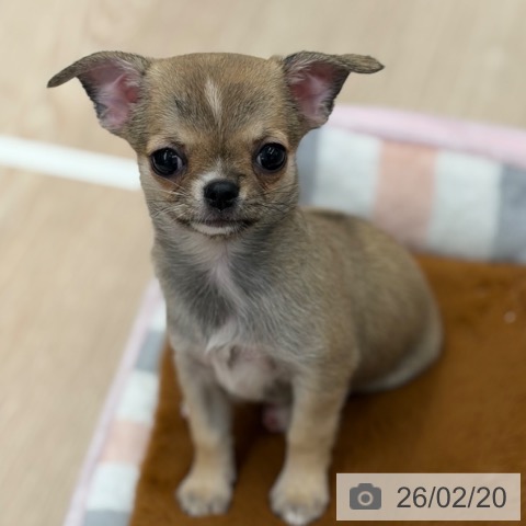 京都府のチワワ(ロング) (ペットプラス 京都桂川店/2025年12月19日生まれ/女の子/フォーンホワイト)の子犬の3枚目の画像