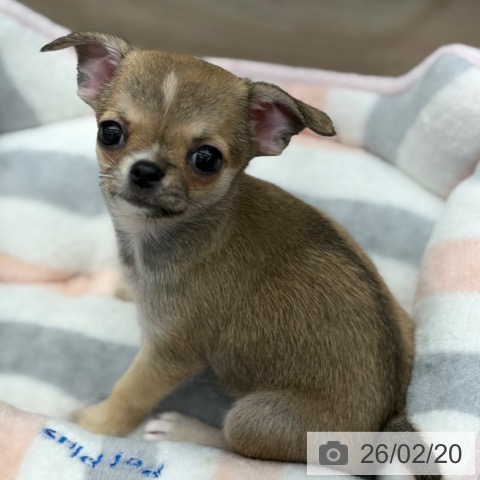 京都府のチワワ(ロング) (ペットプラス 京都桂川店/2025年12月19日生まれ/女の子/フォーンホワイト)の子犬の2枚目の画像