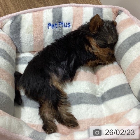鳥取県のヨークシャーテリア (ペッツワン 日吉津店/2025年12月11日生まれ/女の子/スチールブルータン)の子犬の3枚目の画像