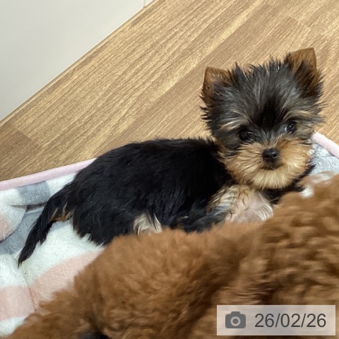 鳥取県のヨークシャーテリア (ペッツワン 日吉津店/2025年12月11日生まれ/女の子/スチールブルータン)の子犬の4枚目の画像