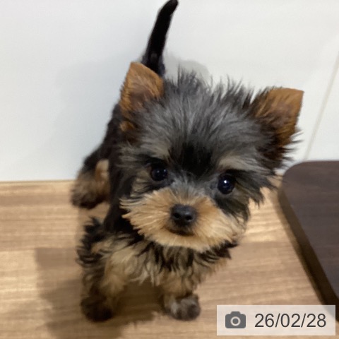 鳥取県のヨークシャーテリア (ペッツワン 日吉津店/2025年12月11日生まれ/女の子/スチールブルータン)の子犬の3枚目の画像