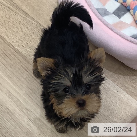 ヨークシャー・テリアの写真