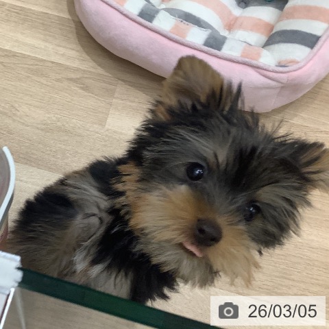 大阪府のヨークシャーテリア (ペットプラス 鶴見店/2025年12月15日生まれ/男の子/スチールブルータン)の子犬の3枚目の画像