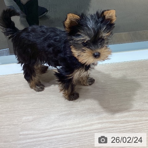 岡山県のヨークシャーテリア (ペットプラス 岡山店/2025年12月15日生まれ/女の子/スチールブルータン)の子犬の4枚目の画像