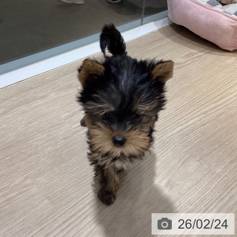 岡山県のヨークシャーテリア (ペットプラス 岡山店/2025年12月15日生まれ/女の子/スチールブルータン)の子犬の3枚目の画像