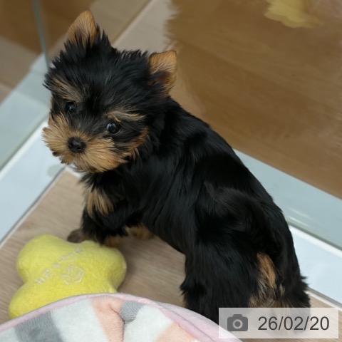 京都府のヨークシャーテリア (ペットプラス 京都桂川店/2025年12月15日生まれ/女の子/スチールブルータン)の子犬の4枚目の画像