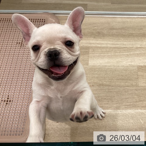 フレンチ・ブルドッグの写真