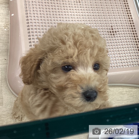 トイ・プードルの写真