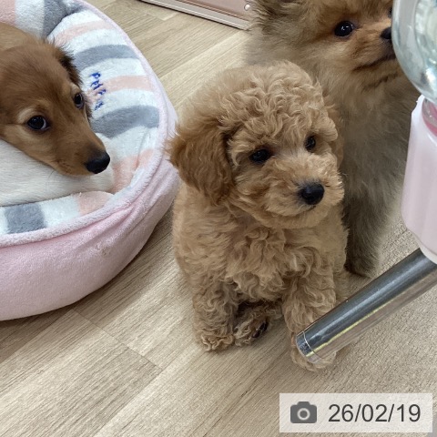 トイ・プードルの写真