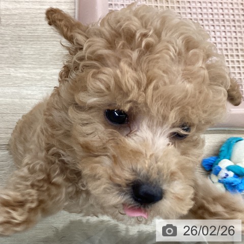 大阪府のトイプードル(トイ) (ペットプラス りんくう泉南店/2025年12月19日生まれ/男の子/アプリコット)の子犬の3枚目の画像