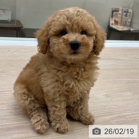 トイ・プードルの写真