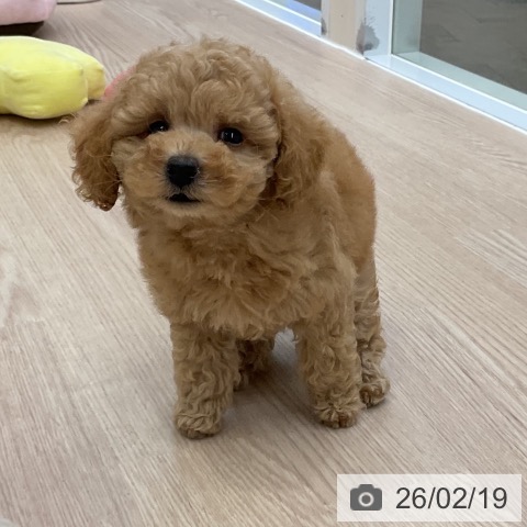 トイ・プードルの写真