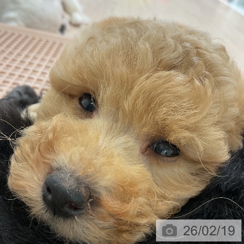 トイ・プードルの写真