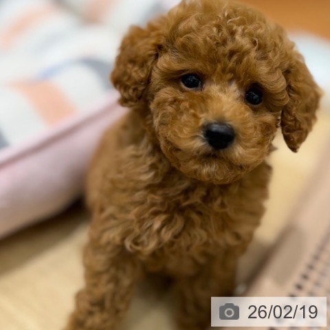 トイ・プードルの写真