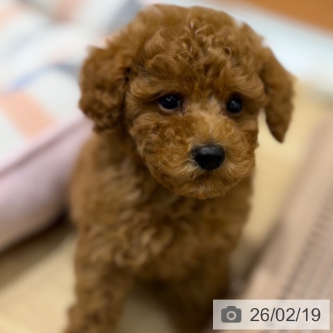 トイ・プードルの写真