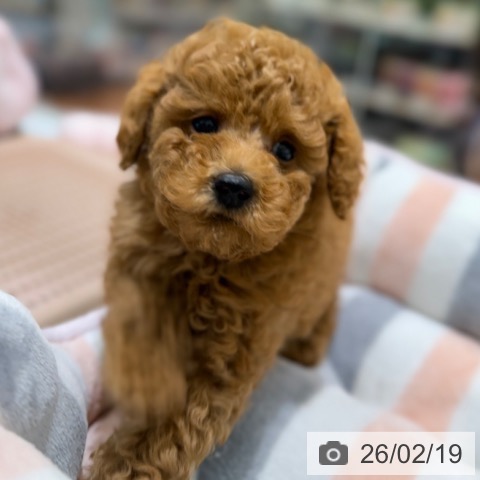 トイ・プードルの写真