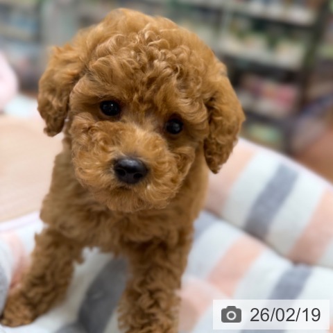 トイ・プードルの写真