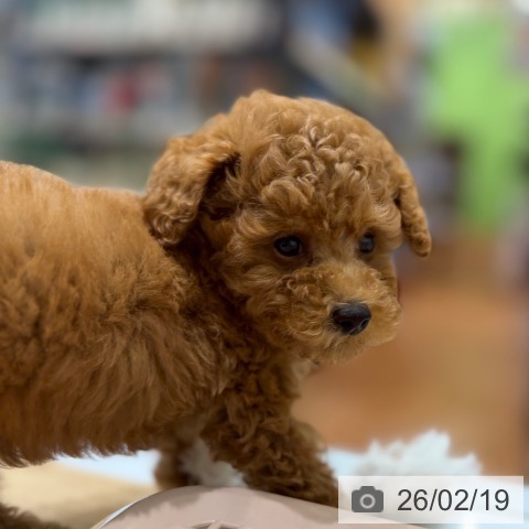 トイ・プードルの写真