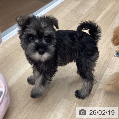 ミニチュア・シュナウザーの写真