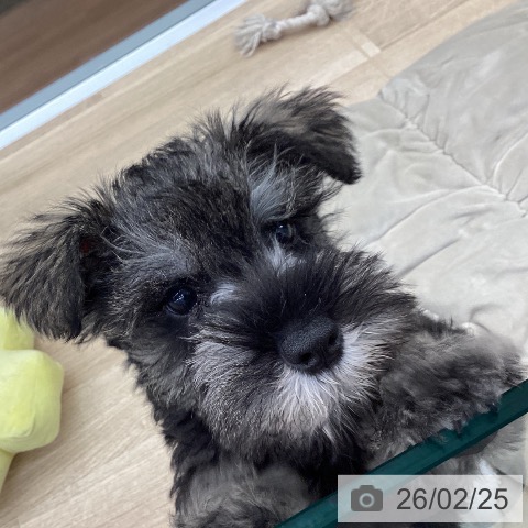 大阪府のミニチュアシュナウザー (ペットプラス りんくう泉南店/2025年12月18日生まれ/女の子/ソルトペッパー)の子犬の4枚目の画像