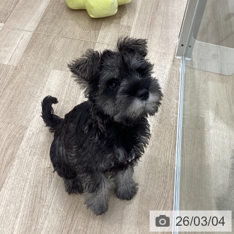 大阪府のミニチュアシュナウザー (ペットプラス りんくう泉南店/2025年12月18日生まれ/女の子/ソルトペッパー)の子犬の4枚目の画像